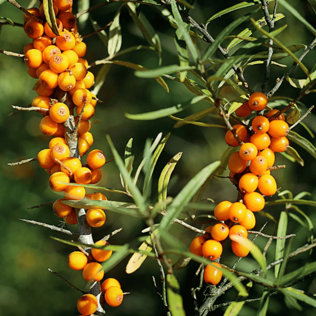 Sea Buckthorn Pulp