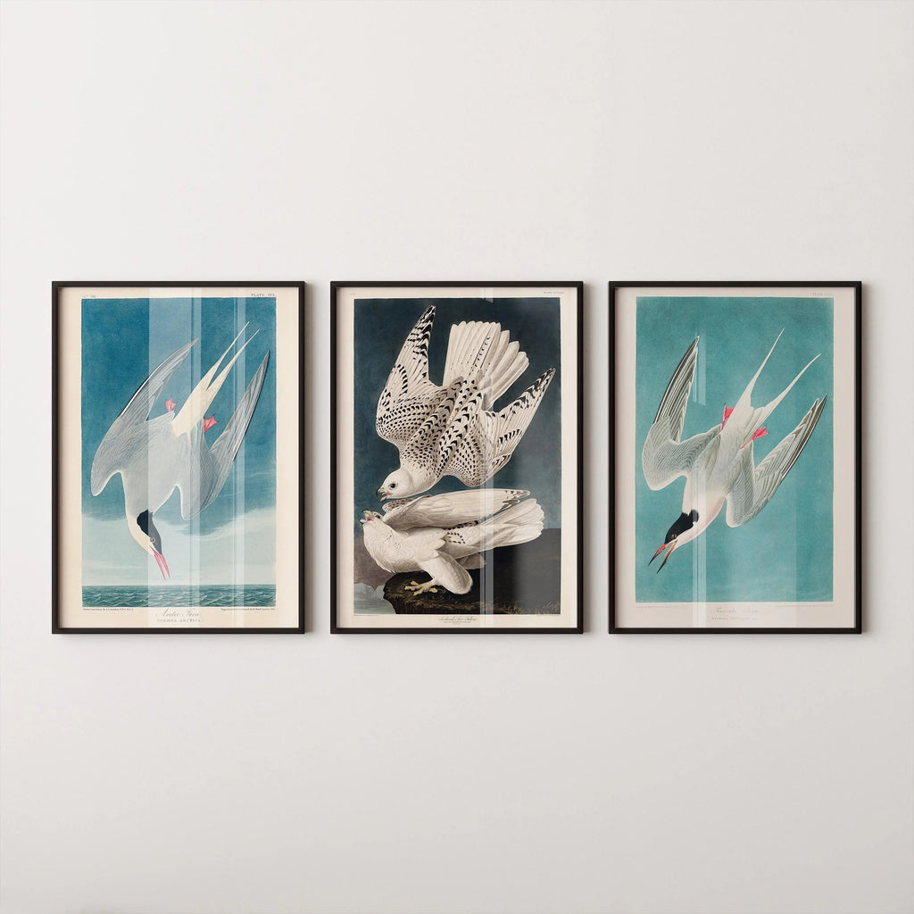 Audubon Bird Prints: Arctic Tern & Hawk - Museum Quality Giclee