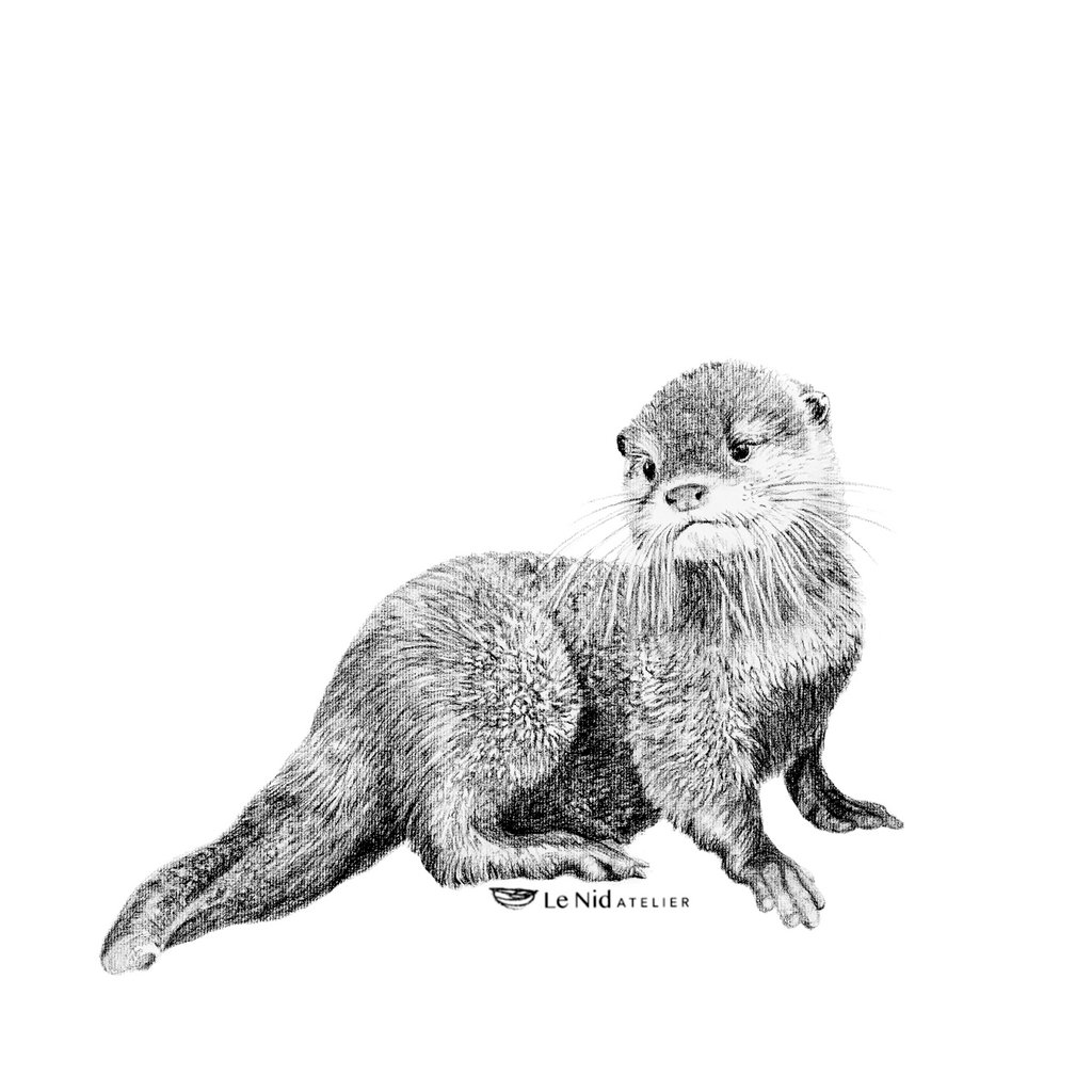 Baby Otter  Magnet