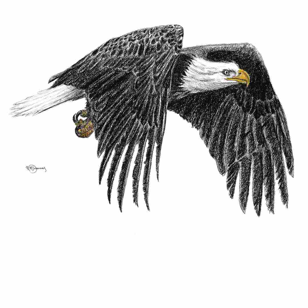 Bald Eagle - Animal Art Print