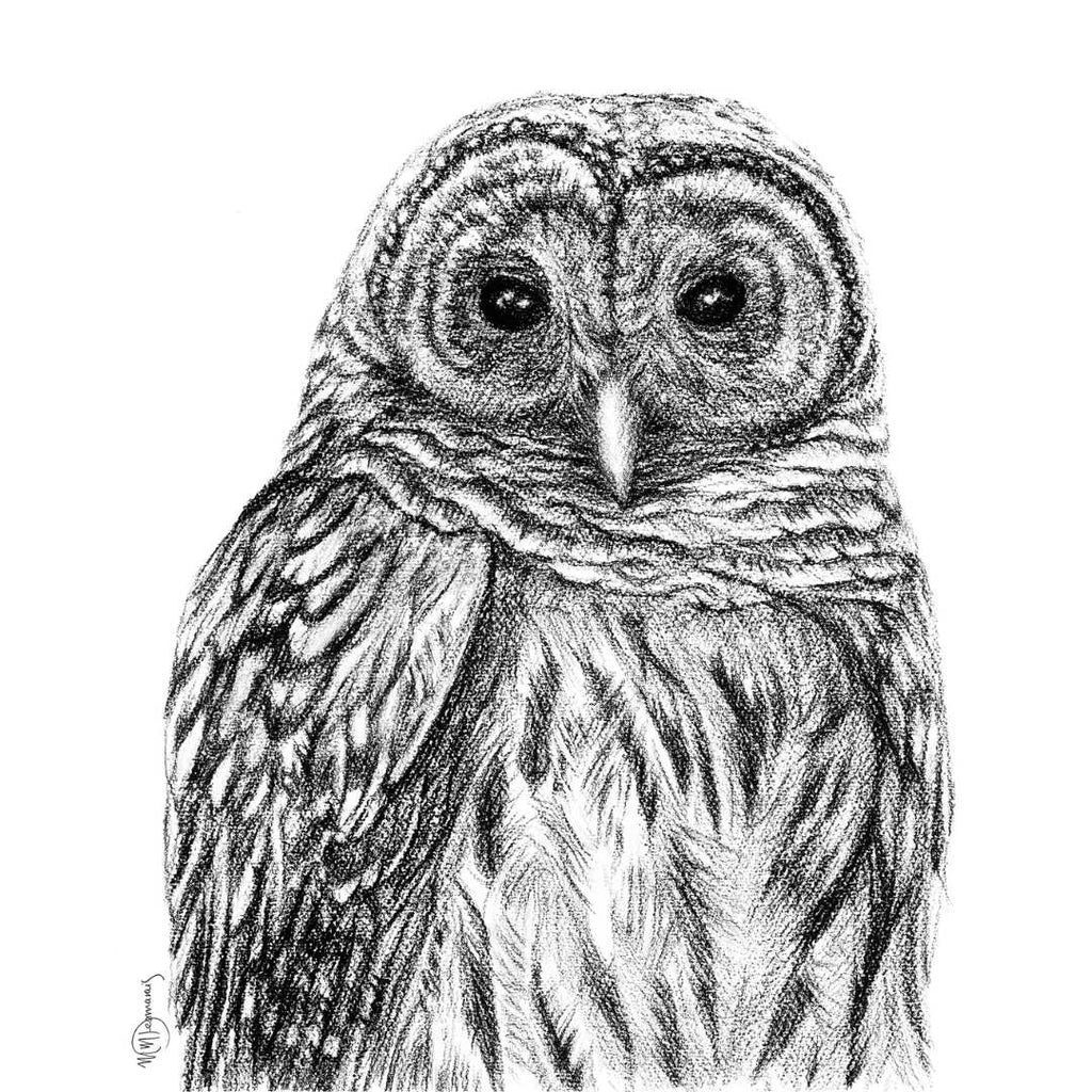 Barred Owl - Paper art Print