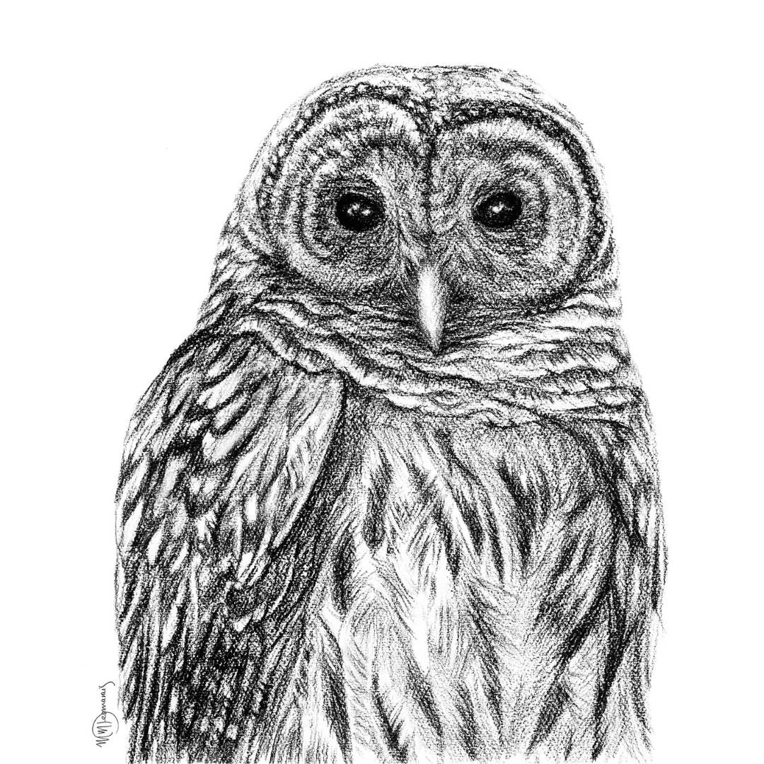 Barred Owl - Paper art Print