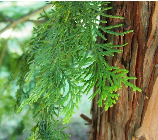 Hinoki Cypress Floral Water  (120 ml / 4oz )