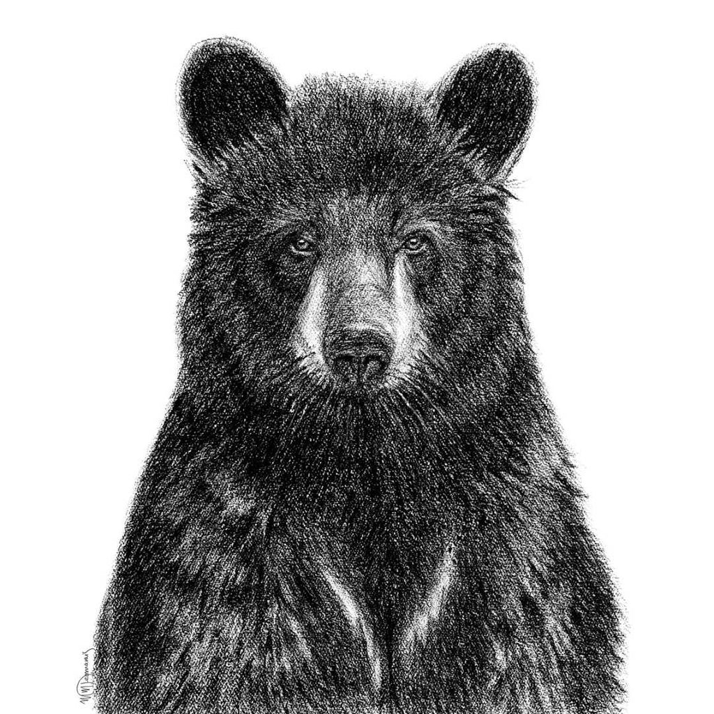 Black Bear - greeting card