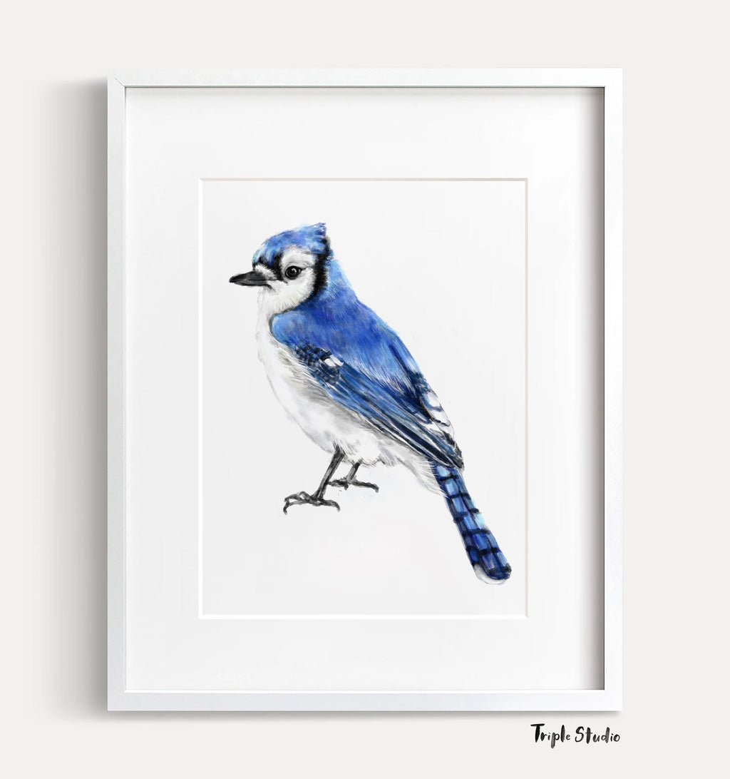 Blue Jay Bird Art Print