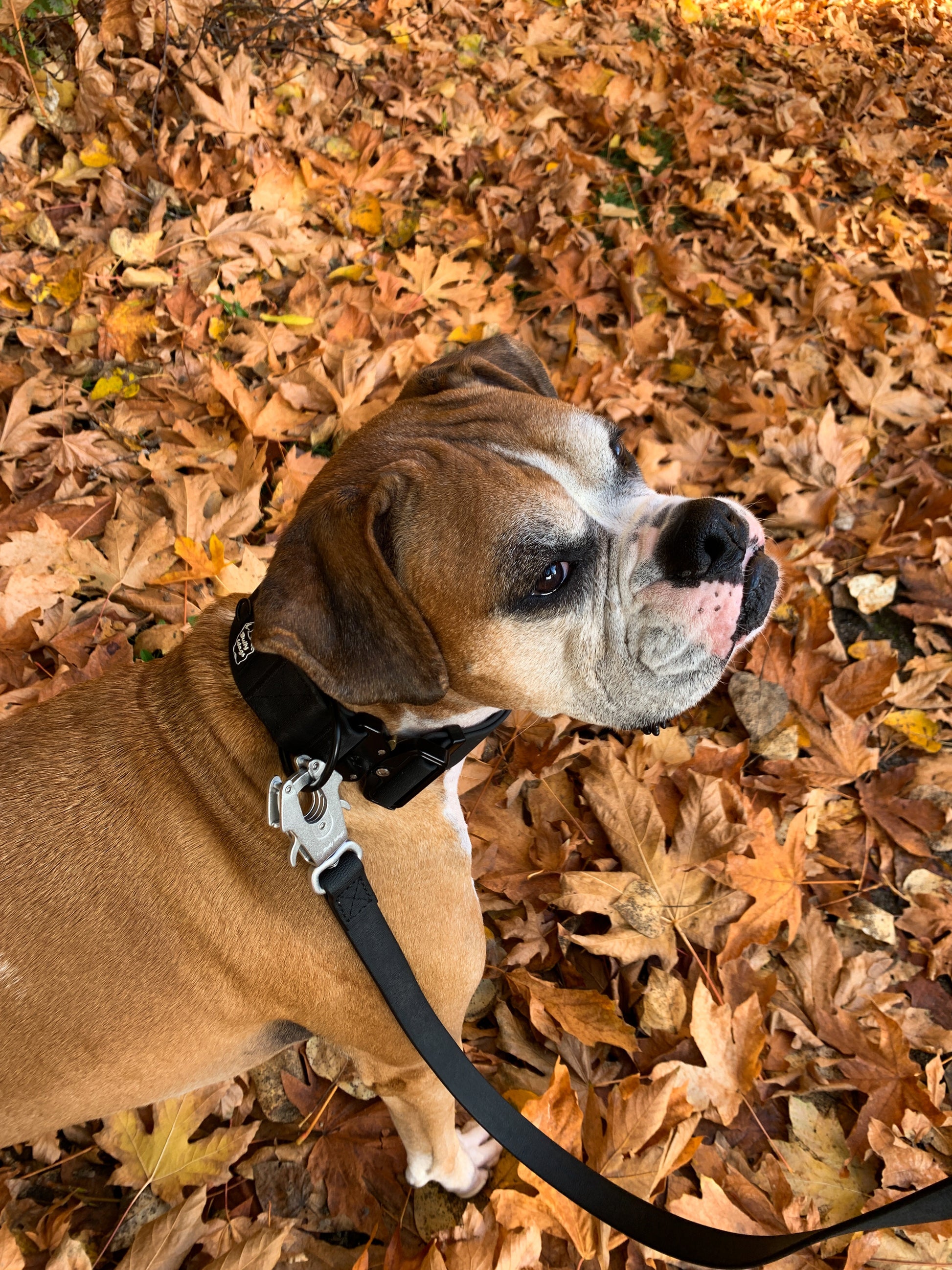 Waterproof PVC Dog Leash