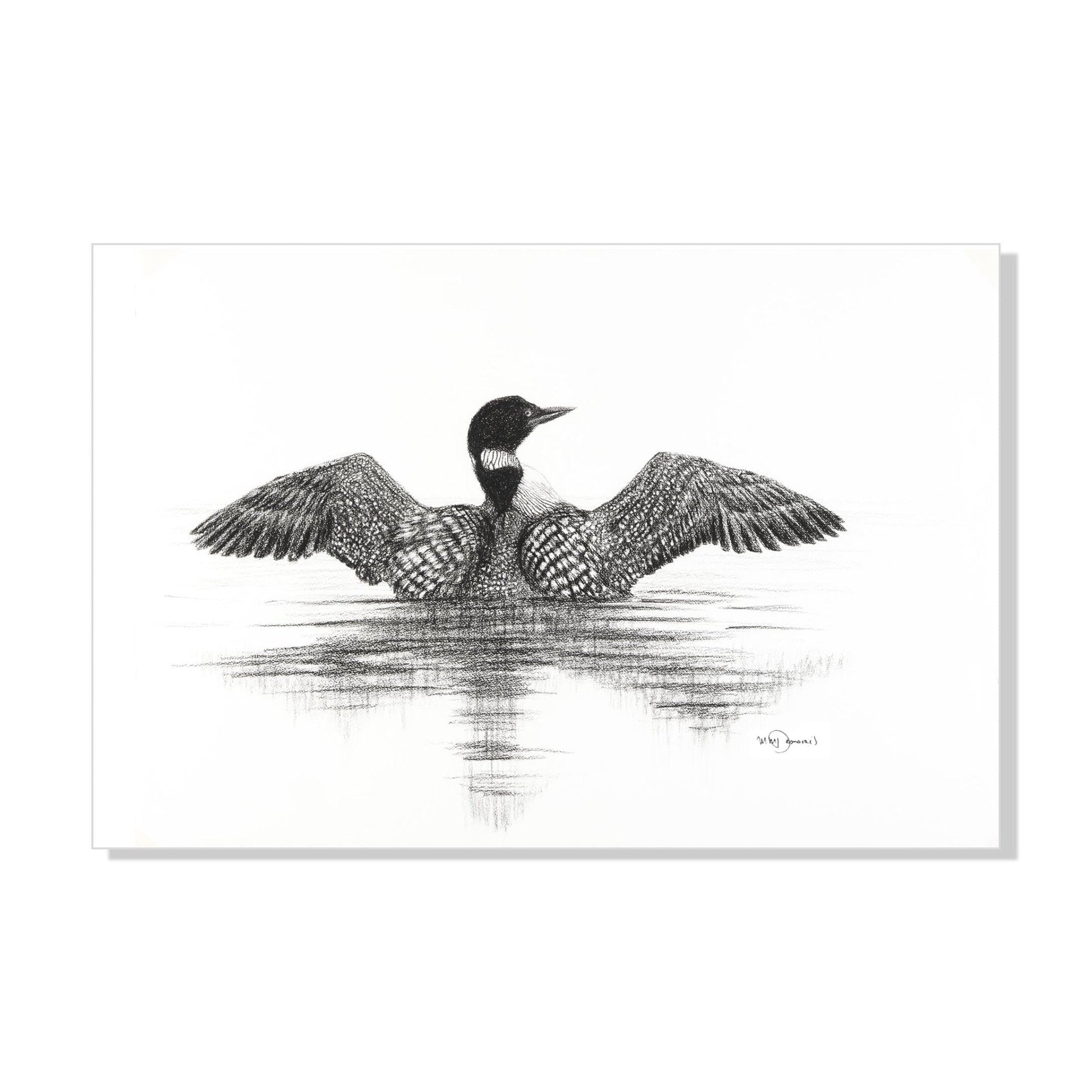 Canadian Loon - wildlife art print