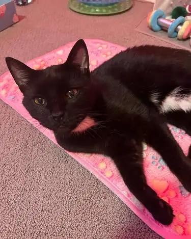 5-Piece Fleece Bedding Set – Perfect for Guinea Pigs, Rabbits,  Dogs & Cats- Value Pack LUFTPETS