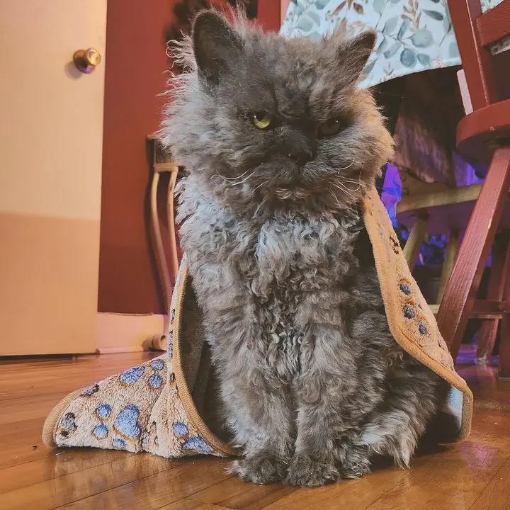 Parure de lit polaire 5 pièces pour cochon d'Inde et lapin – Parfaite pour chiens et chats