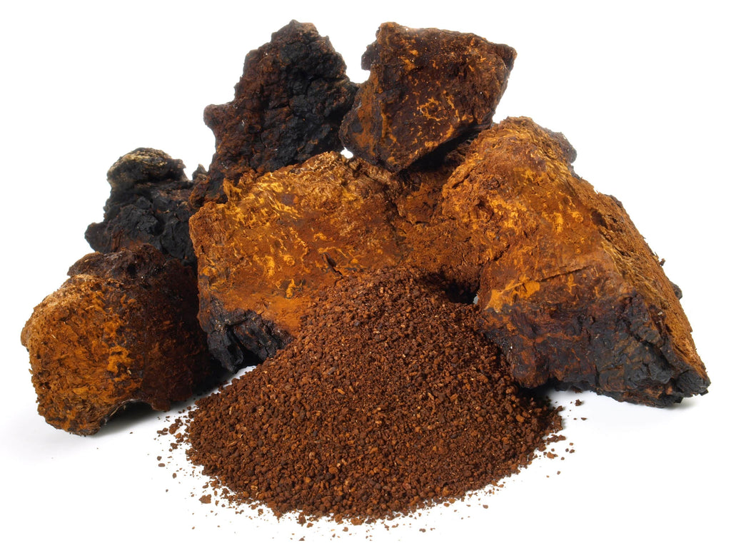 Ecogenya Gourmet Chaga Mushroom Powder – Wild-Harvested Canadian Organic 10:1 Extract