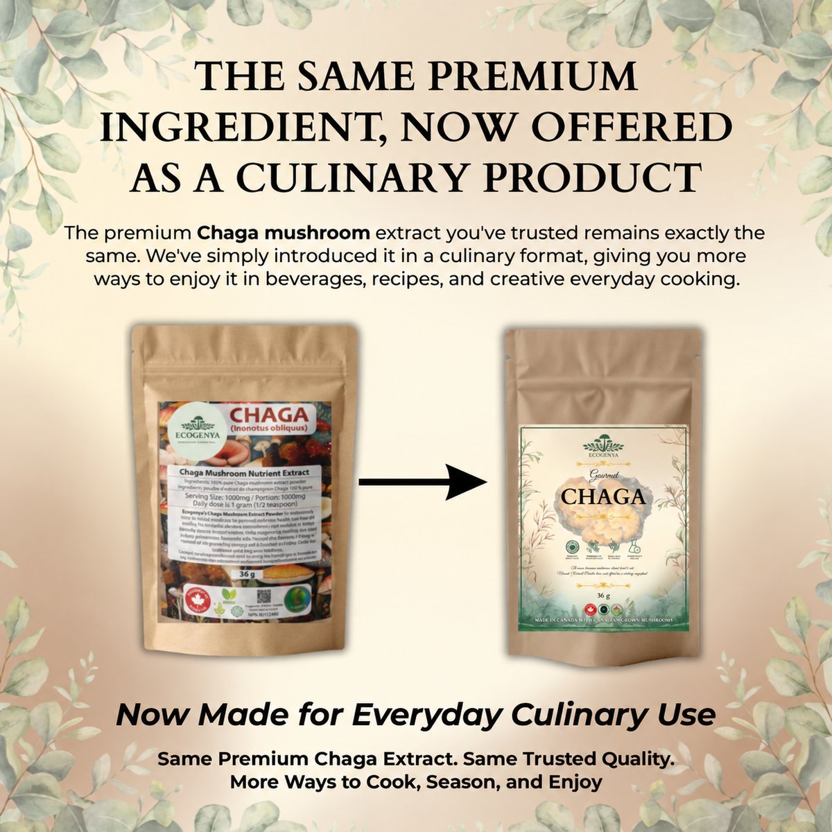 Ecogenya Gourmet Chaga Mushroom Powder – Wild-Harvested Canadian Organic 10:1 Extract