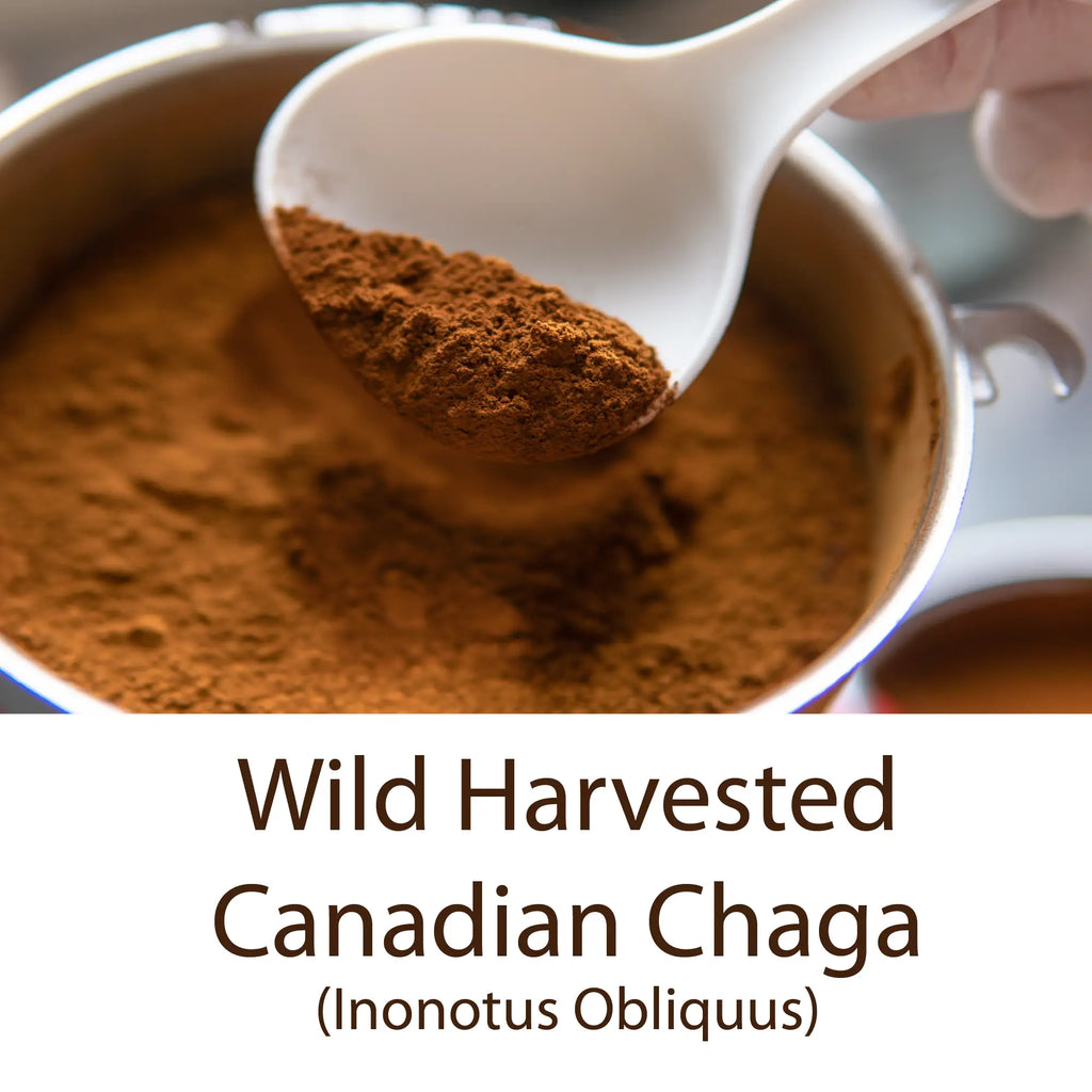 Ecogenya Gourmet Chaga Mushroom Powder – Wild-Harvested Canadian Organic 10:1 Extract