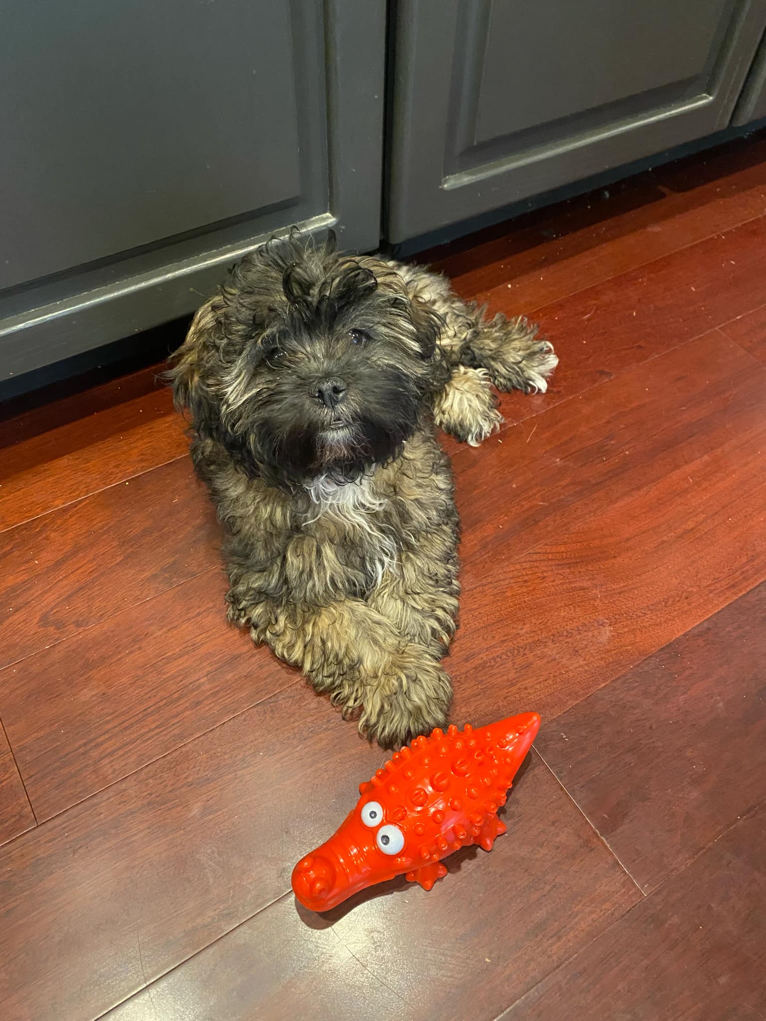 Jouet à mâcher pour chien en forme d'alligator - Couine 