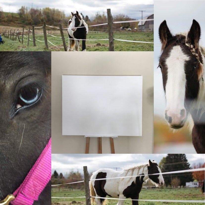 Cob Gypsy Horse - Black and white large wall art
