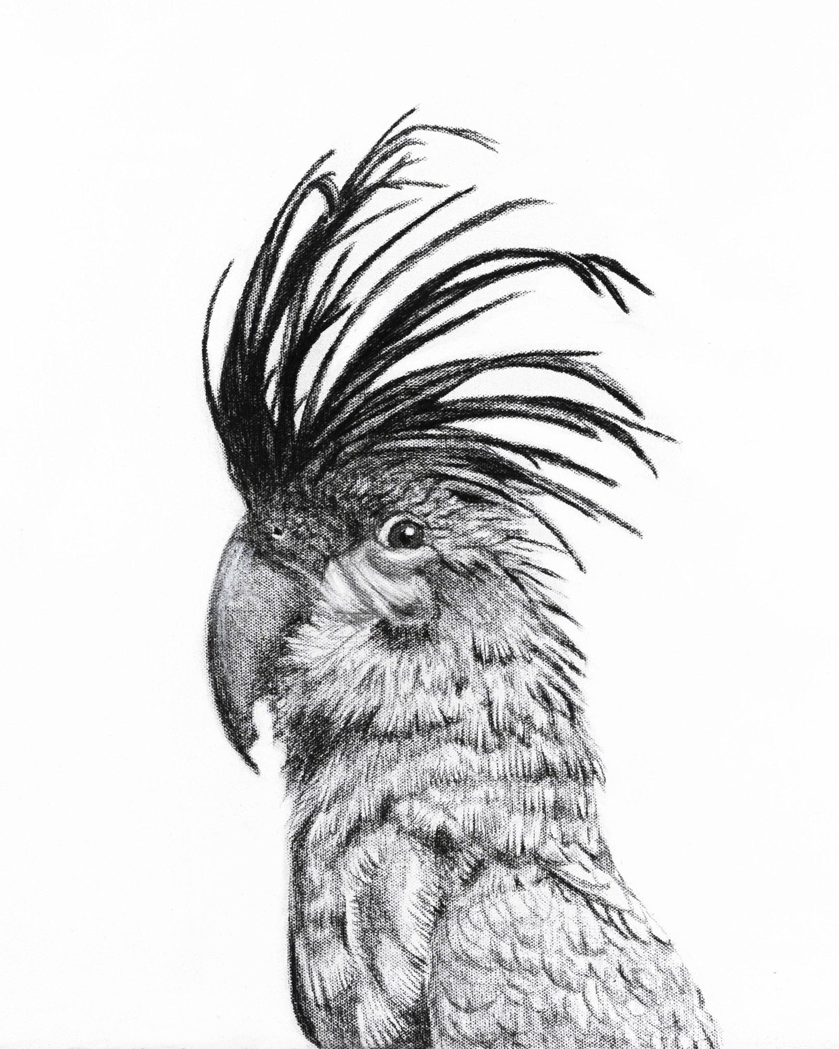 Cockatoo Portrait - wildlife art print