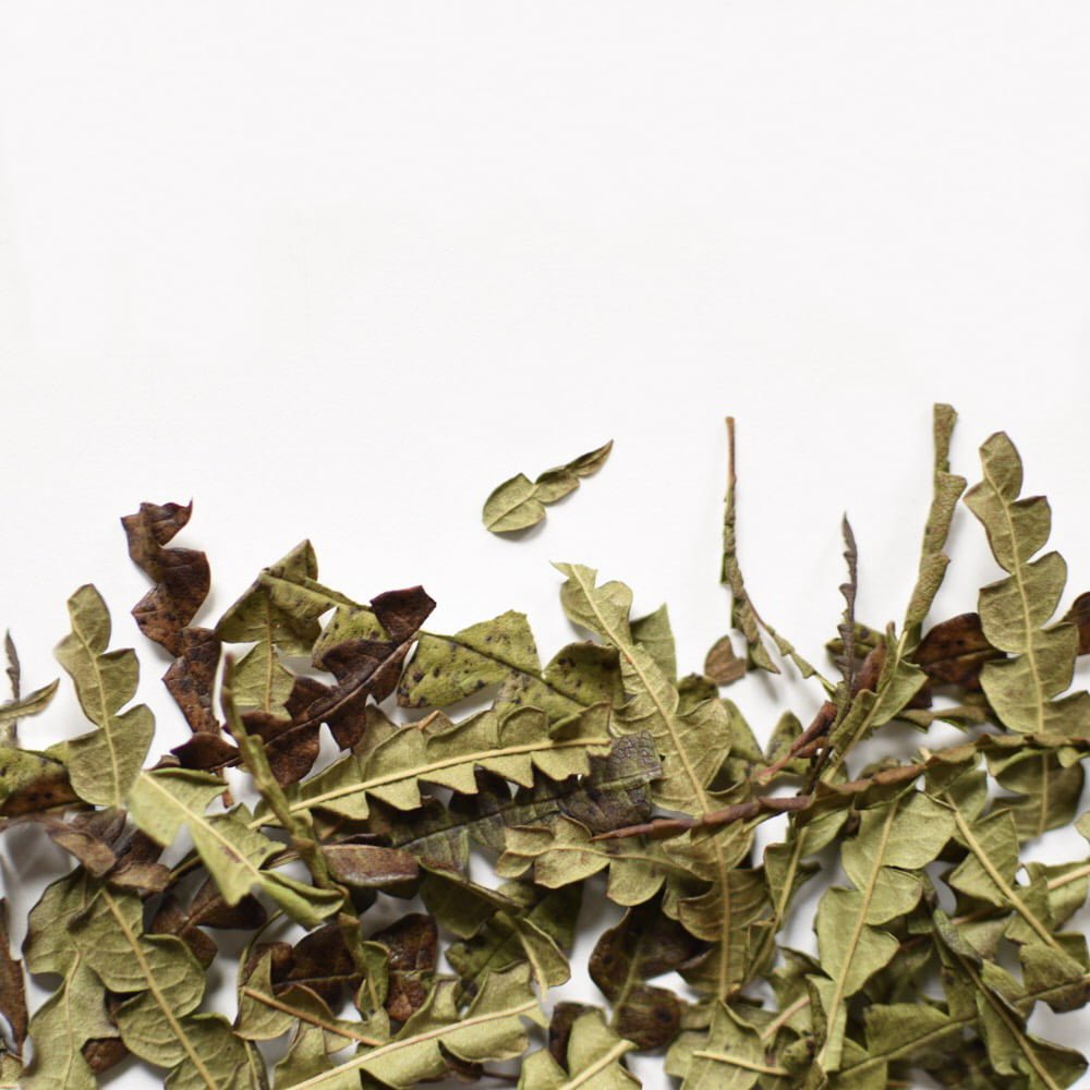 Traveling Comptonia Leaf
