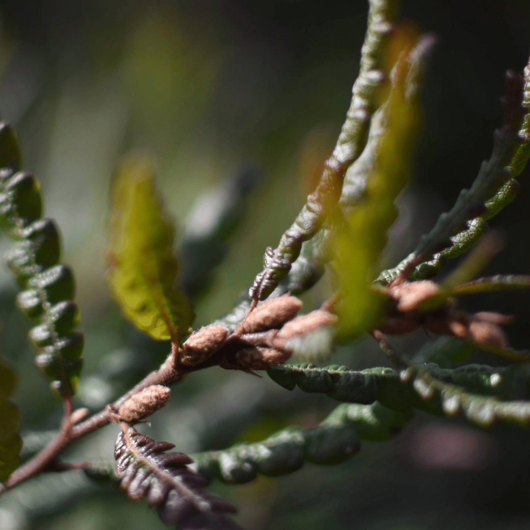 Traveling Comptonia Leaf