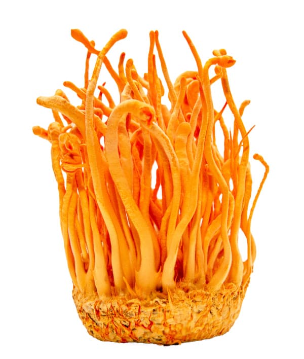 Organic Cordyceps Mushroom Powder