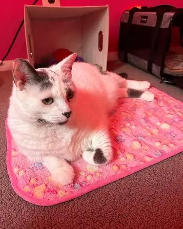 Parure de lit polaire 5 pièces pour cochon d'Inde et lapin – Parfaite pour chiens et chats