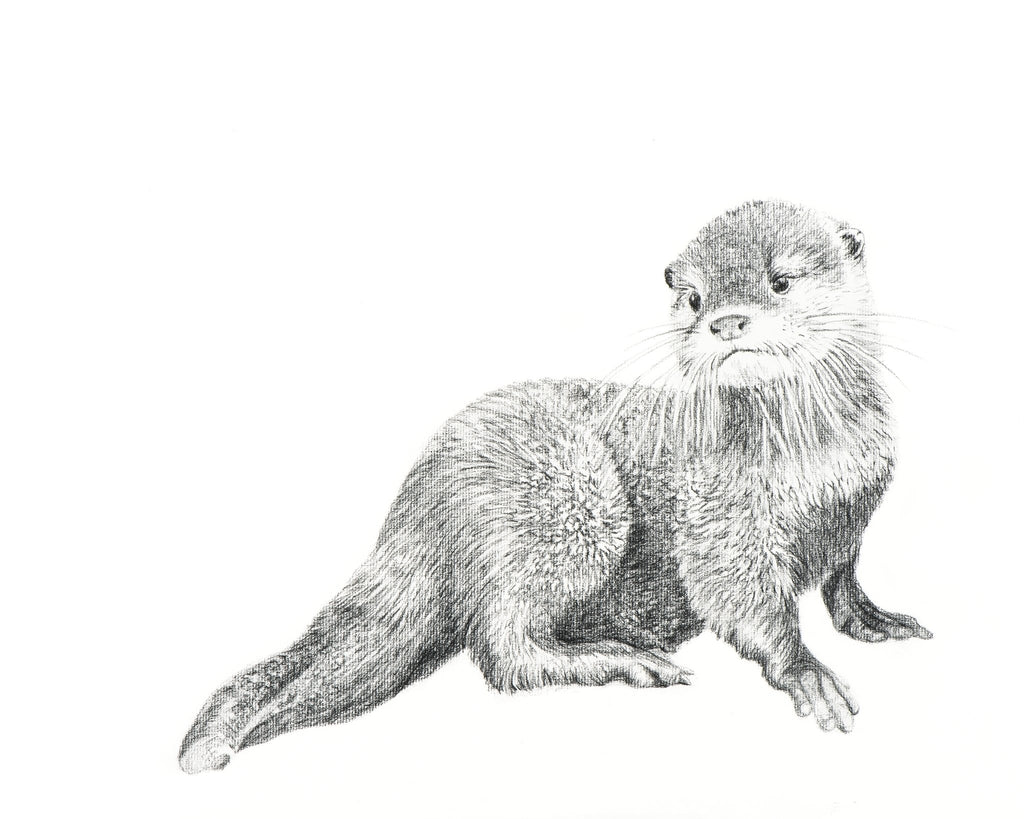 Cute Baby Otter Greeting Card