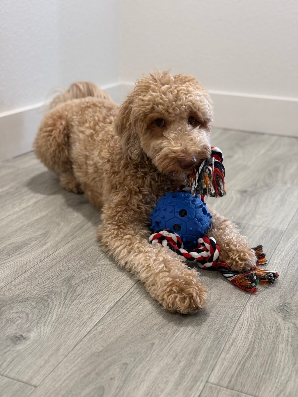 Jouet à mâcher pour chien avec corde à tirer et distributeur de friandises, balle en caoutchouc