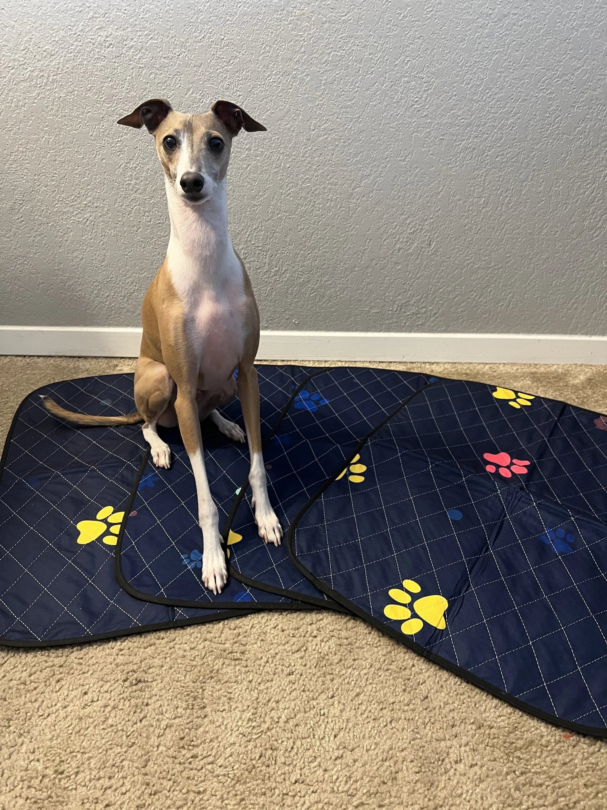 Washable Dog Pee Pads -  Super Absorbent, Leakproof, Quick-Drying, Reusable Puppy Pads