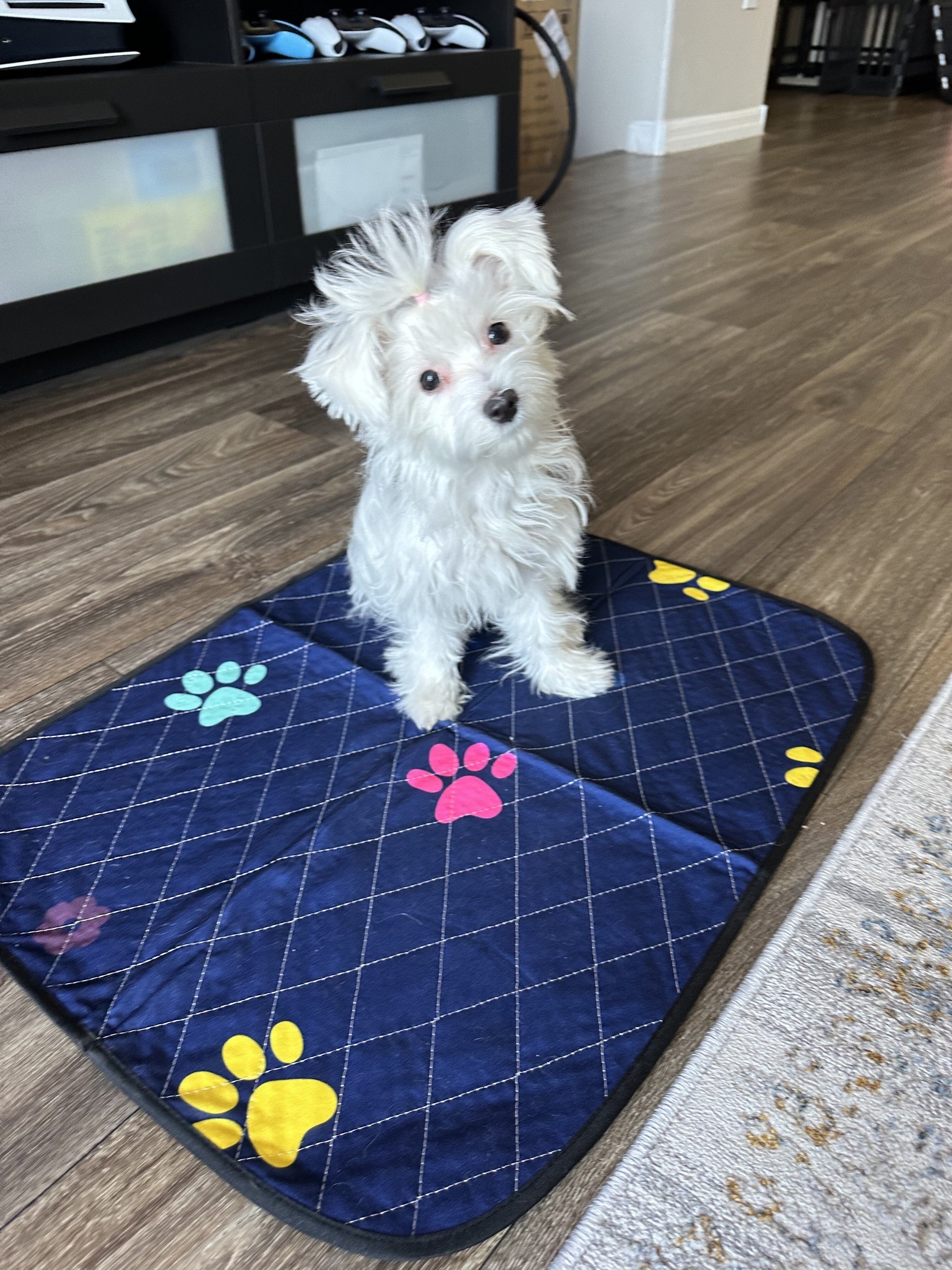 Coussinets lavables pour chiots - 45,7 x 61 cm, lot de 4. Super absorbants, étanches, à séchage rapide et réutilisables.