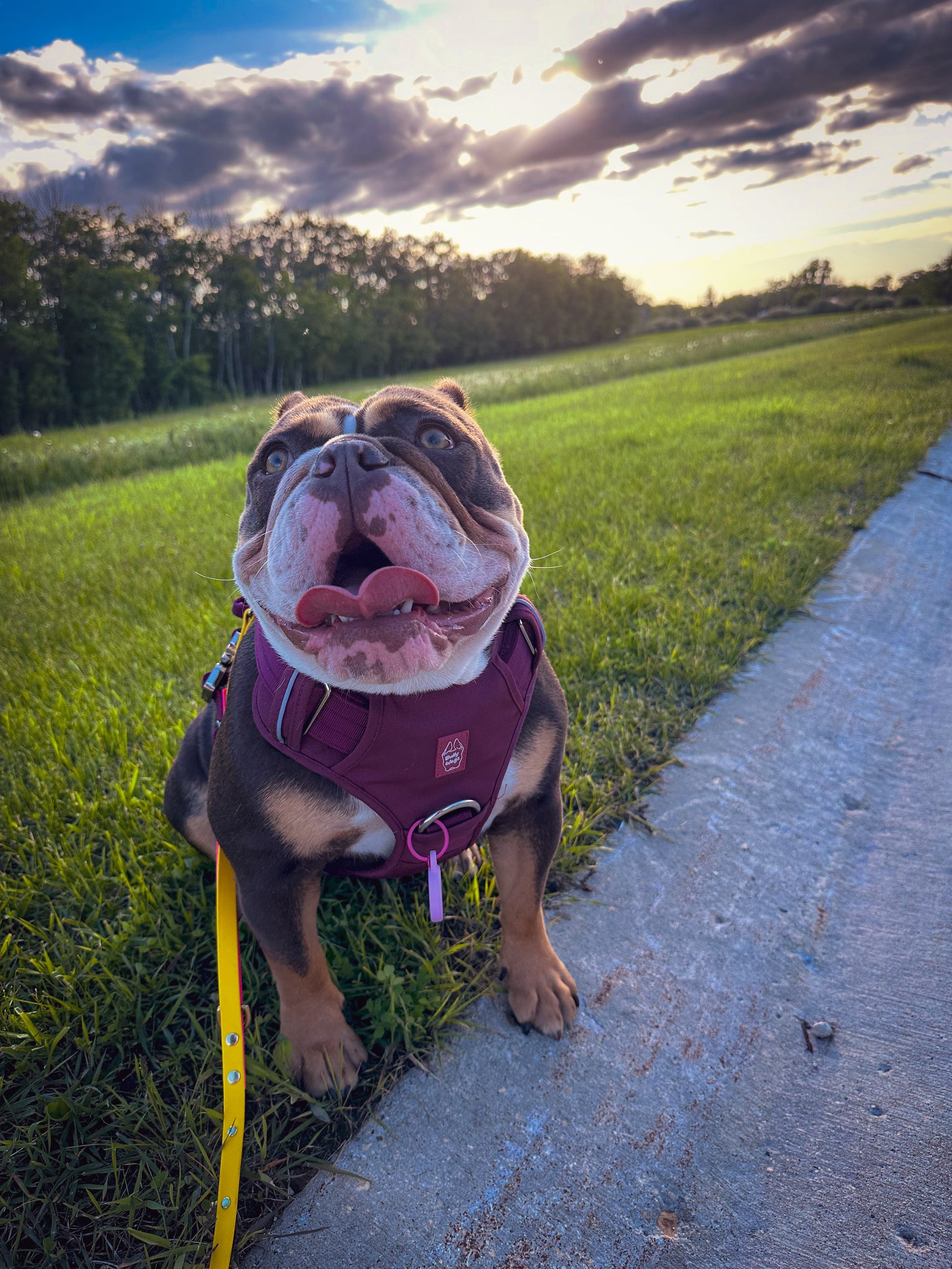 Heavy-Duty Everyday Harness - Cherry Wine