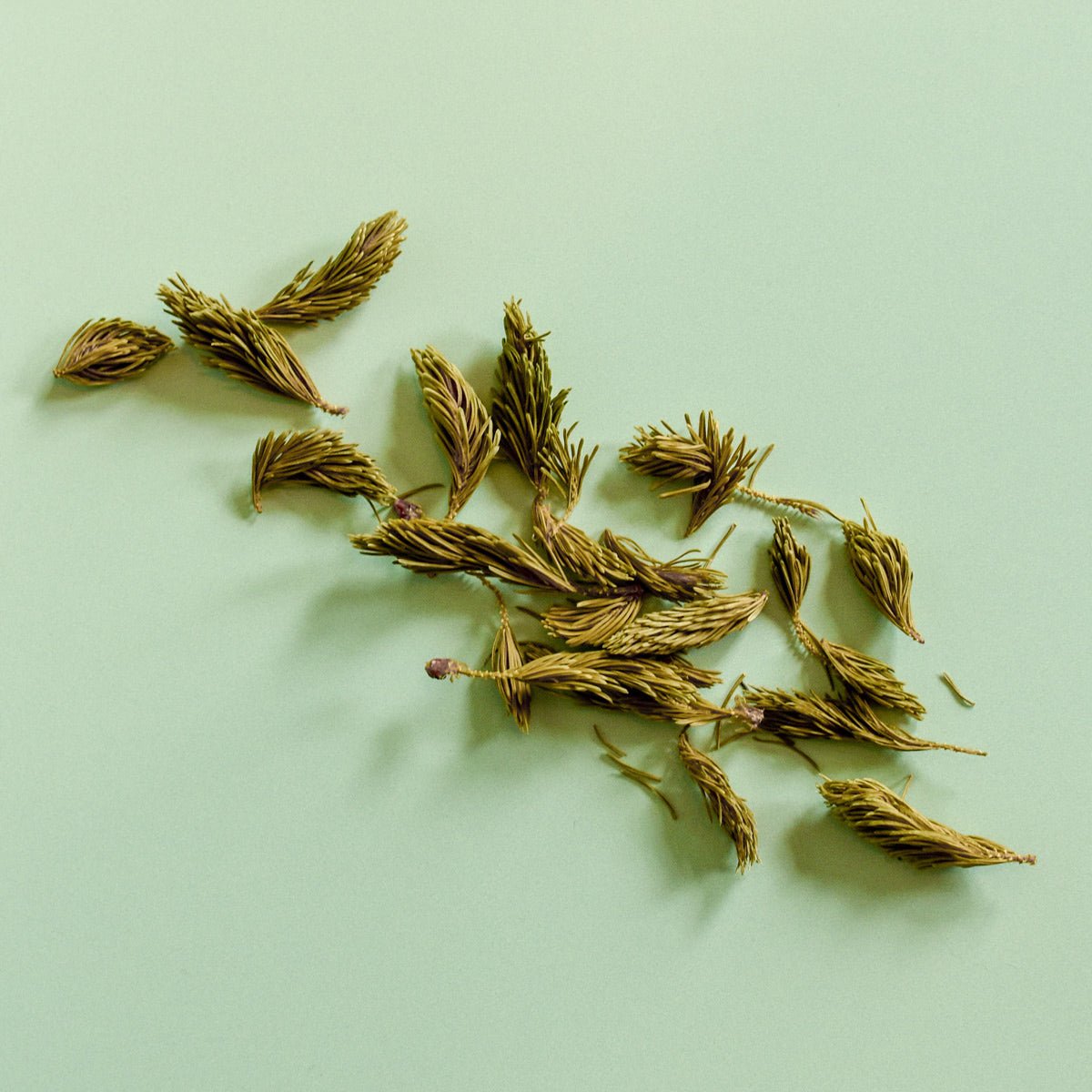 White Spruce, Shoot