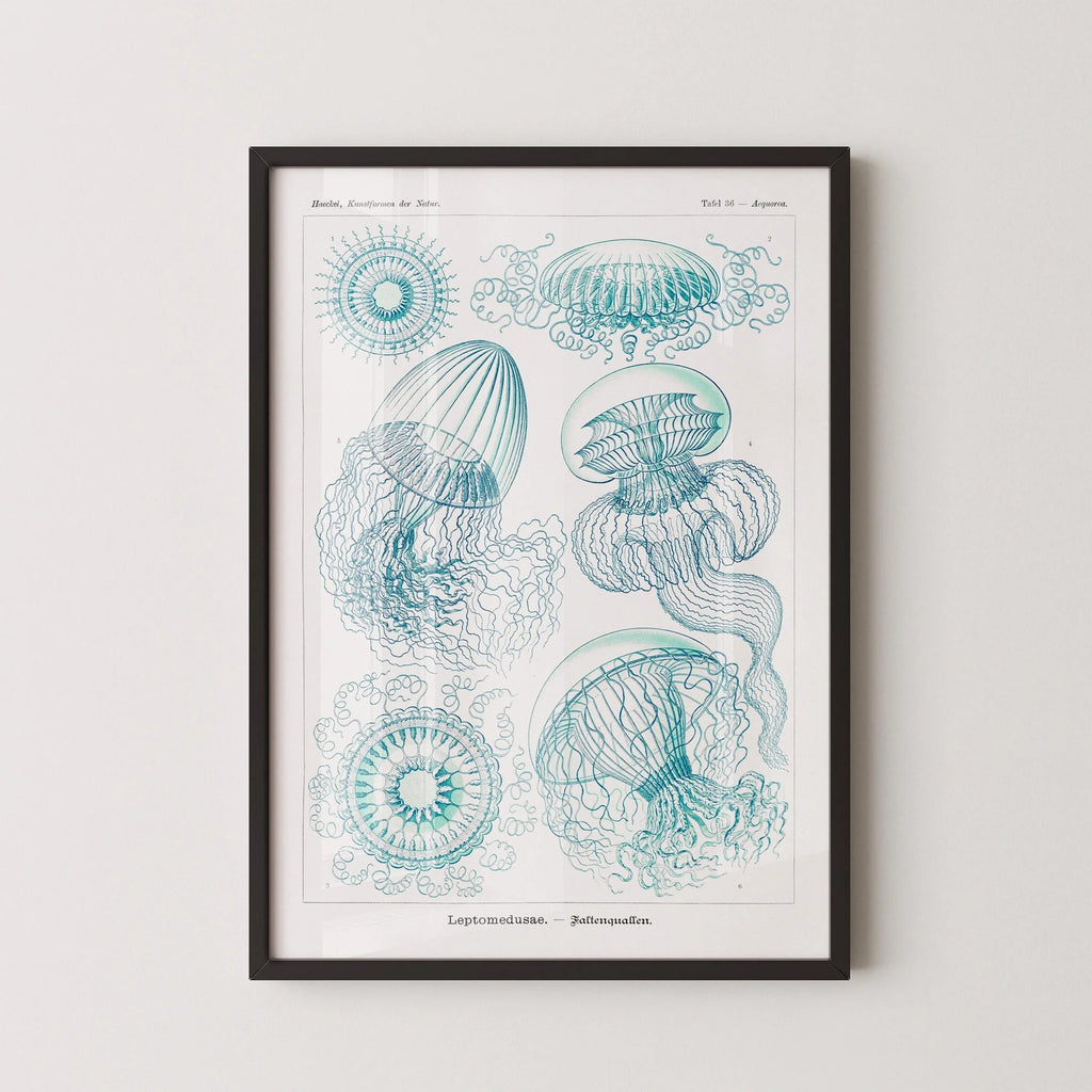 Ernst Haeckel Jellyfish Print: Vintage Marine Life Art