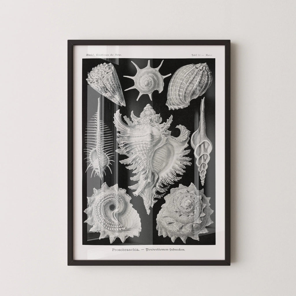 Ernst Haeckel Shells Art Print: Black and White Marine Life