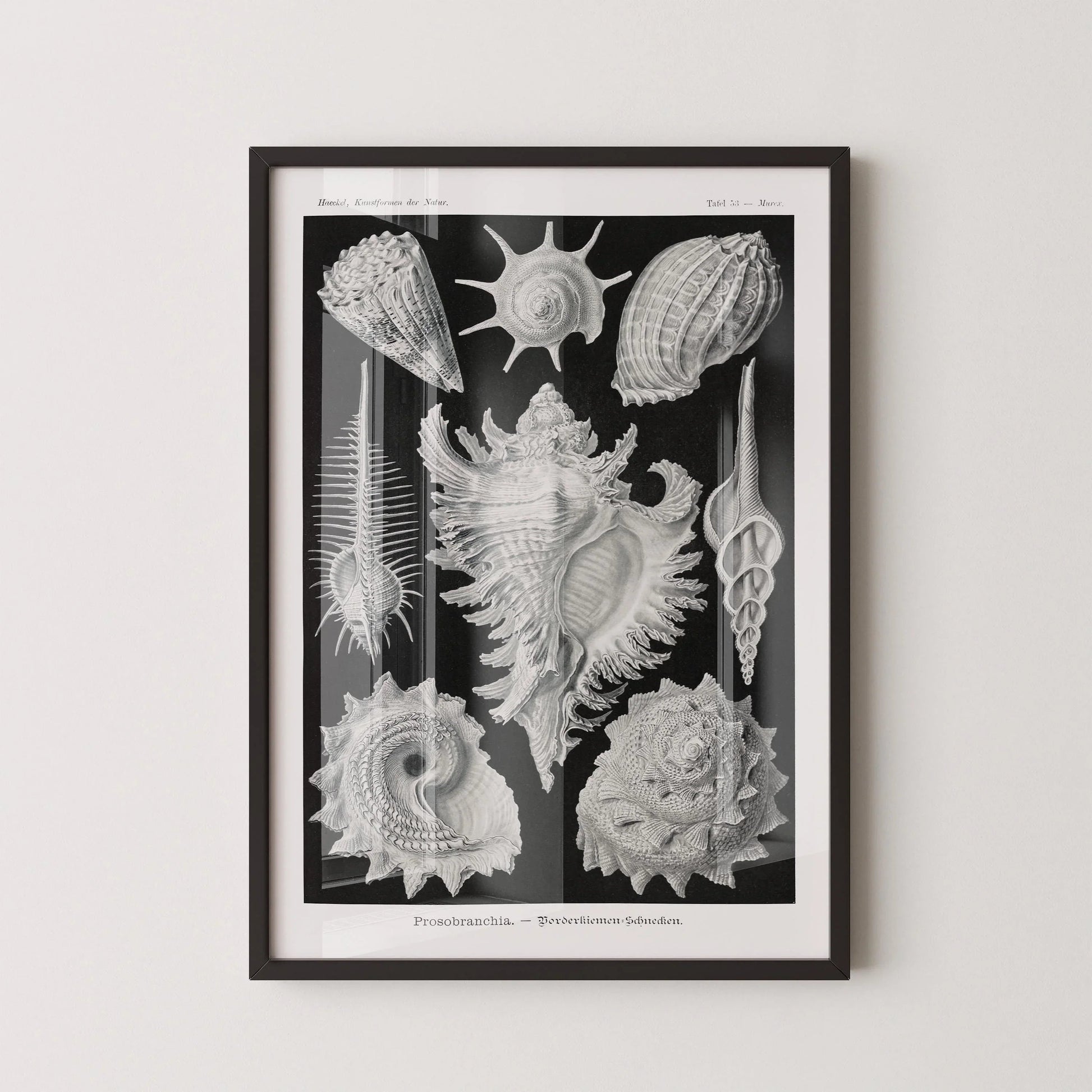 Ernst Haeckel Shells Art Print: Black and White Marine Life