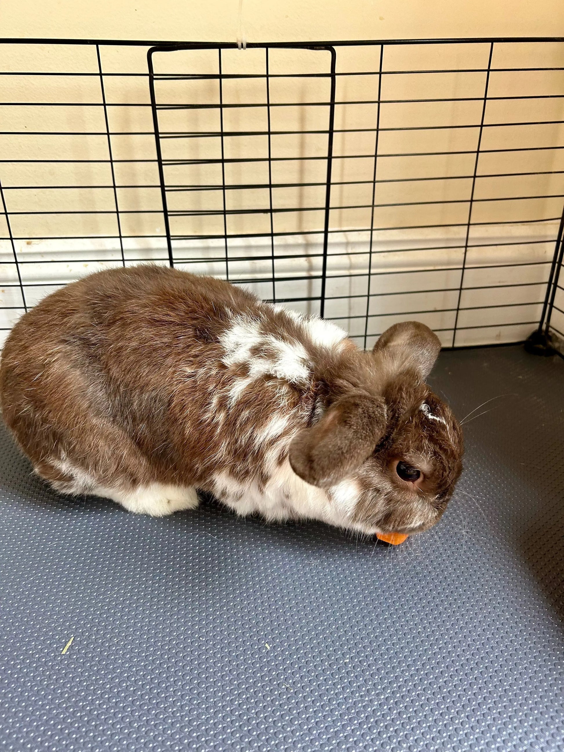 Reusable EVA Guinea Pig & Rabbit Cage Liner – Waterproof, Cut-to-Size Base Mat