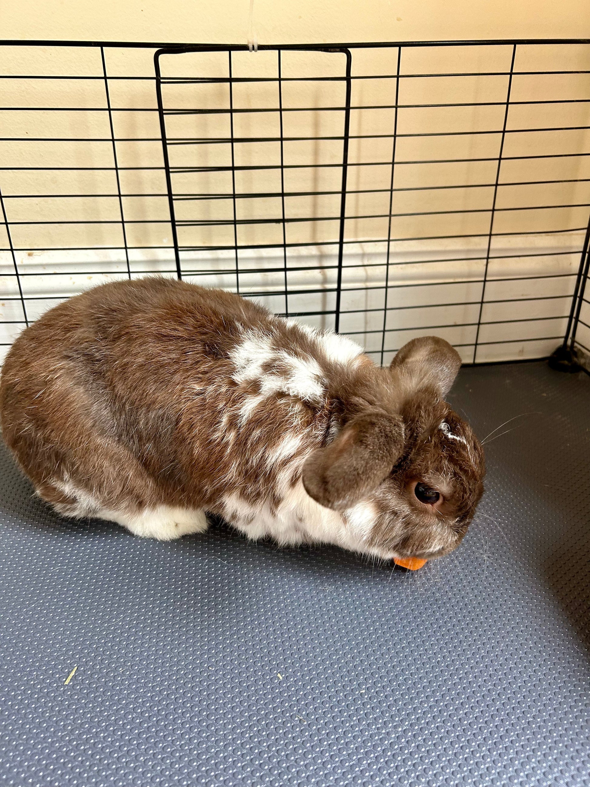 Tapis de cage polyvalent en EVA pour lapins, cochons d'Inde et reptiles, facile à découper, 45,7 cm x 200 cm