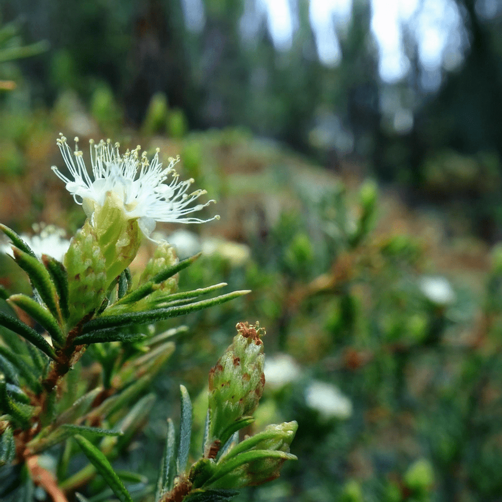 Labrador Tea Flower
