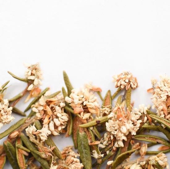 Labrador Tea Flower