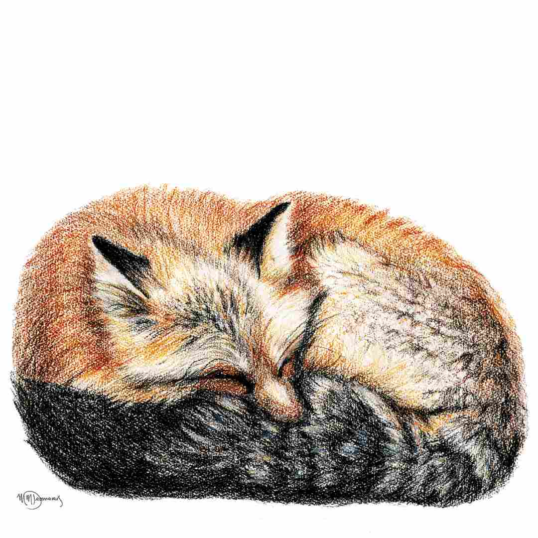 Fox sleeping - curled into a ball -  Colored  animal art print