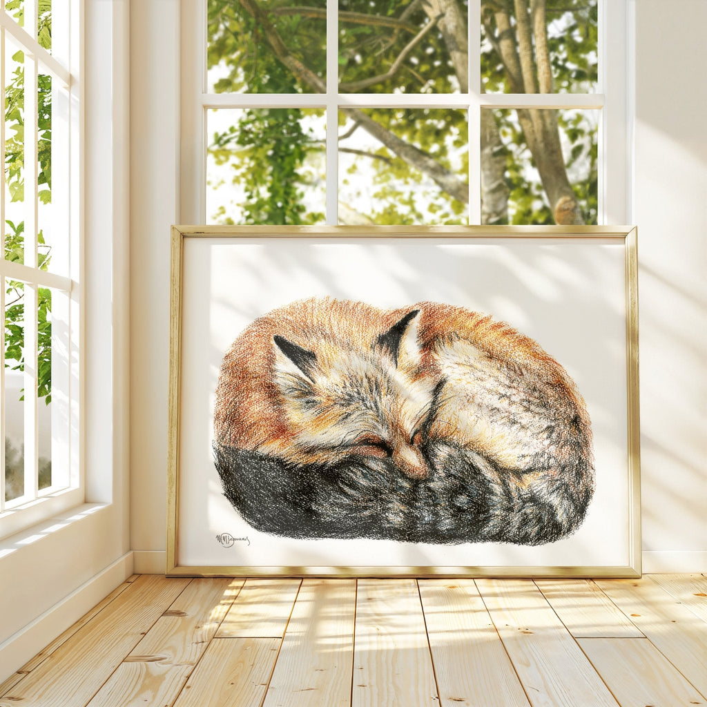 Fox sleeping - curled into a ball -  Colored  animal art print