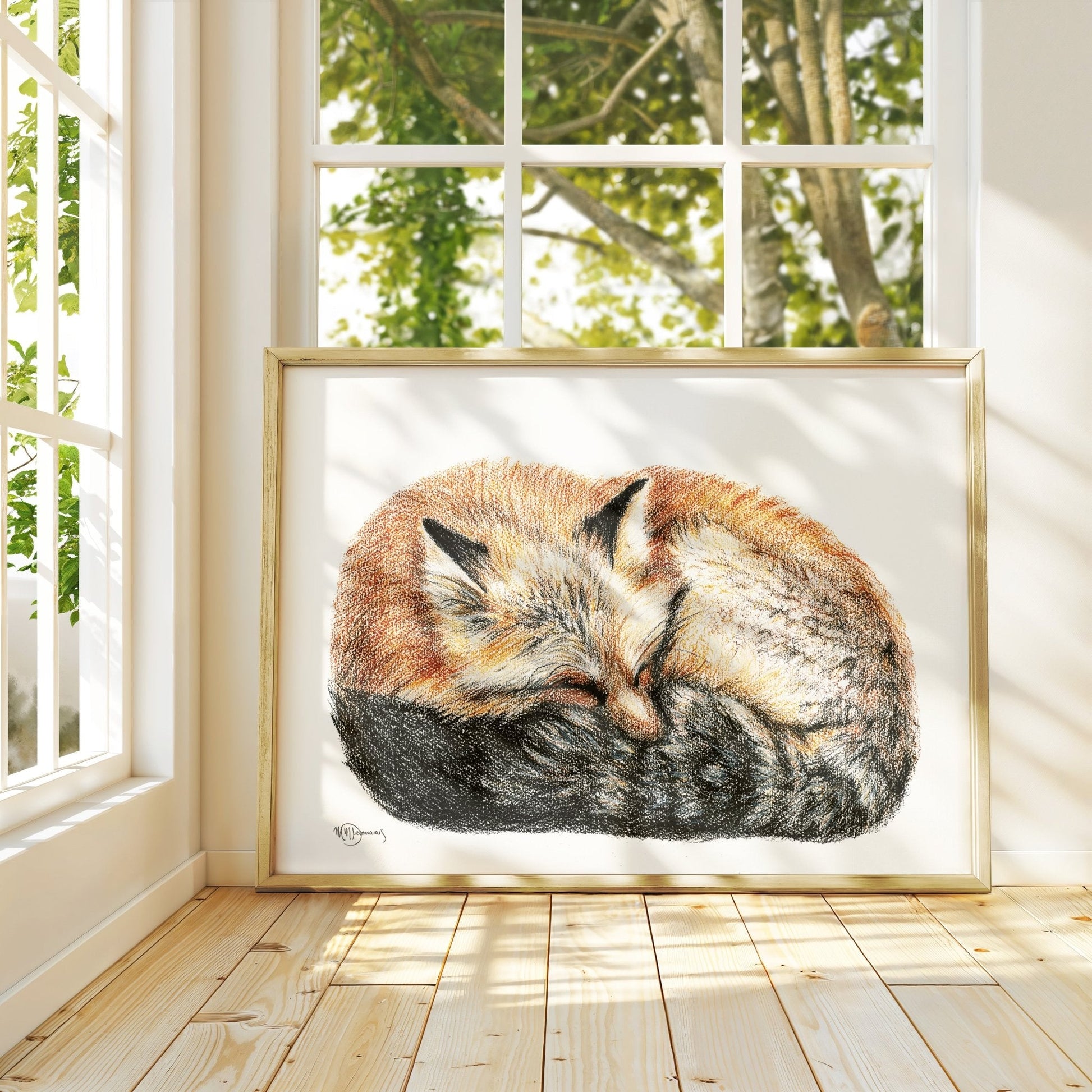 Fox sleeping - curled into a ball -  Colored  animal art print