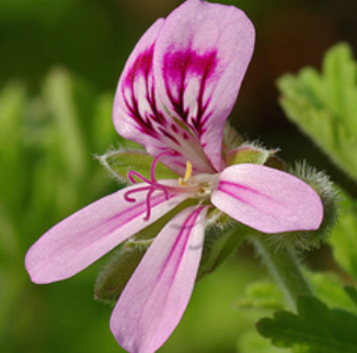 Geranium Essential Oil
