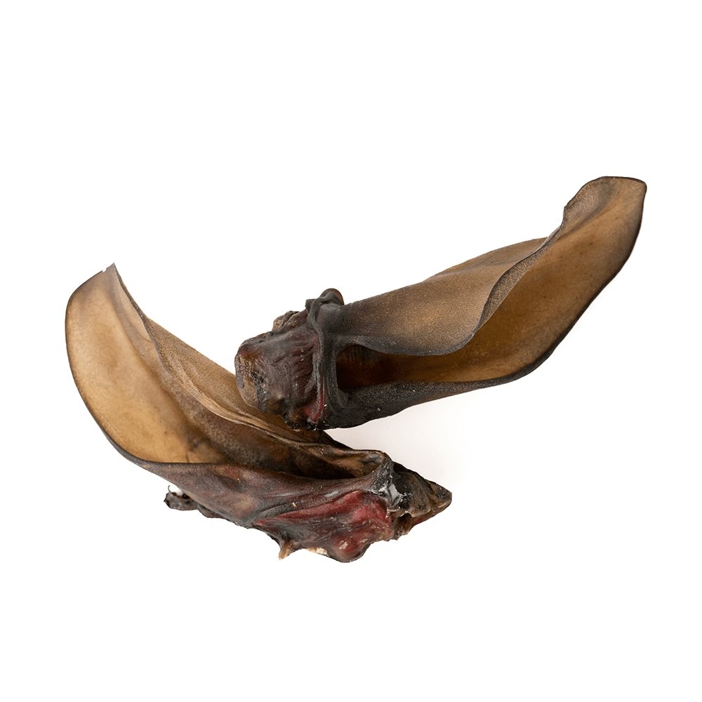 Oreille de bœuf géante