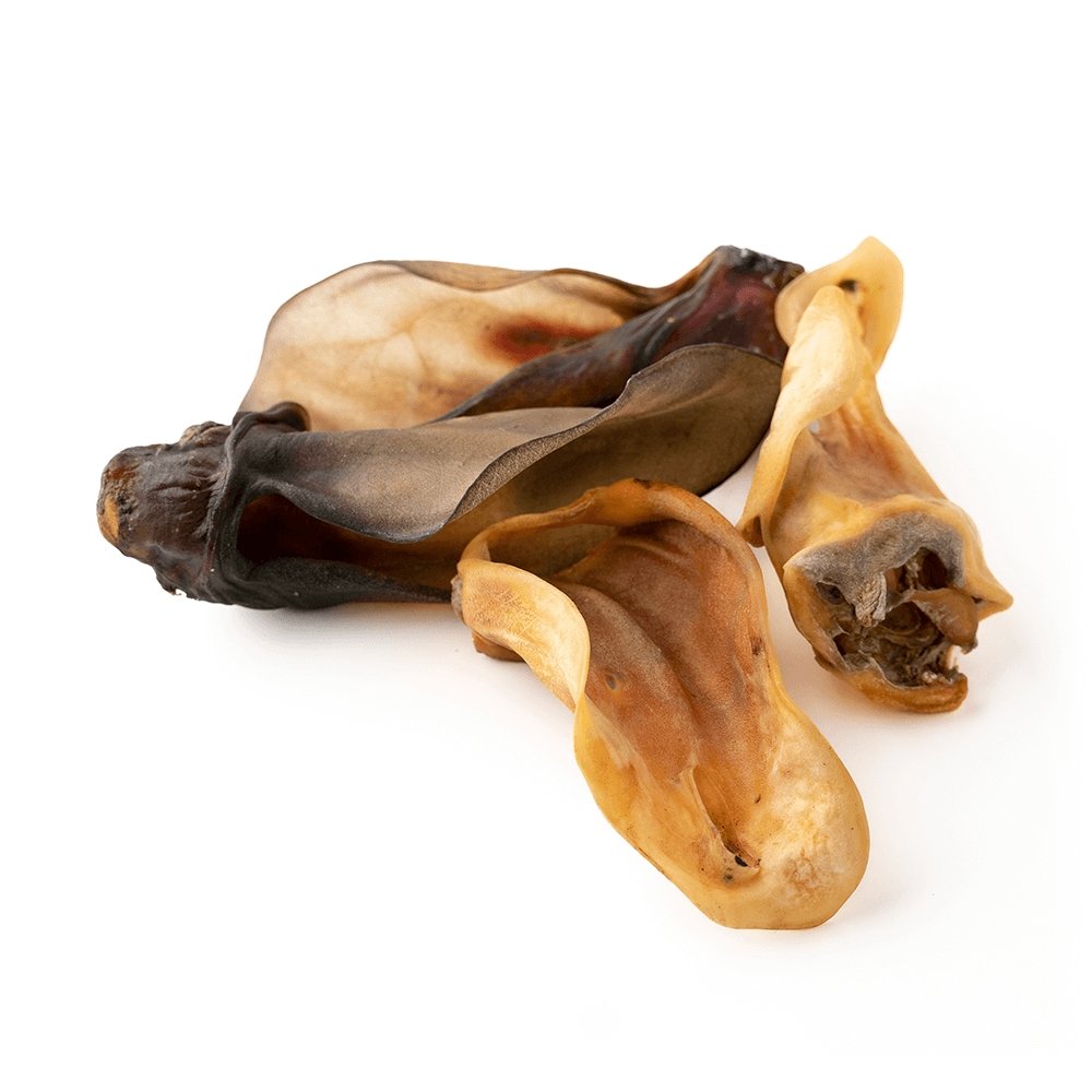 Oreille de bœuf géante