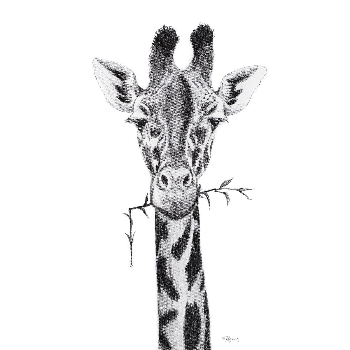 Giraffe Portrait - black and white safari art print