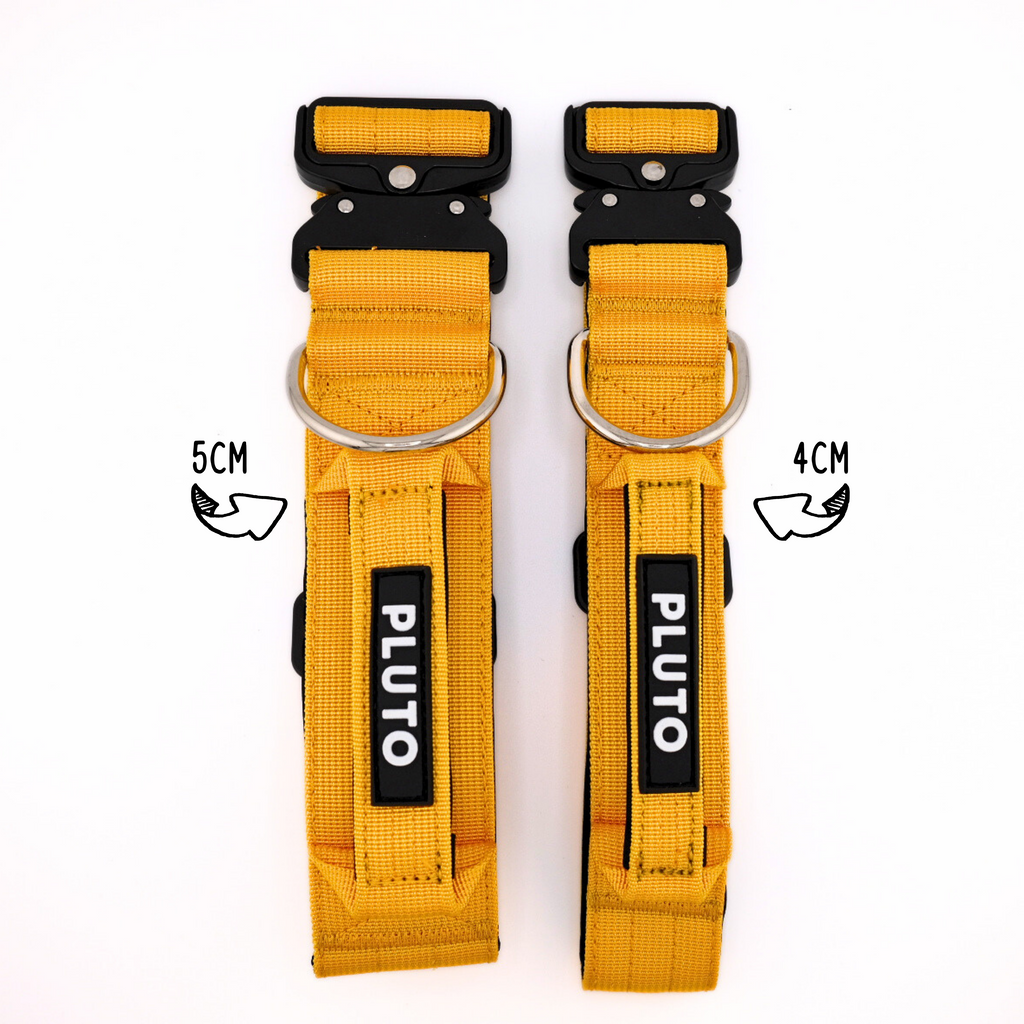 Ensemble laisse et collier pour chien très résistant