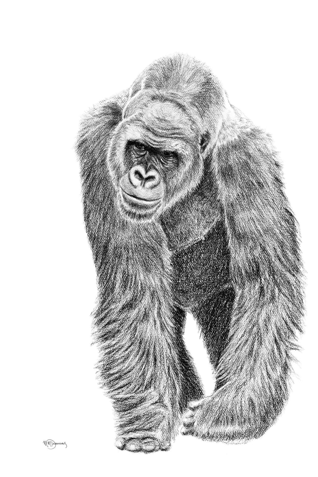 Gorilla illustration - wildlife animal print - collaboration with La Fondation du Zoo de Granby