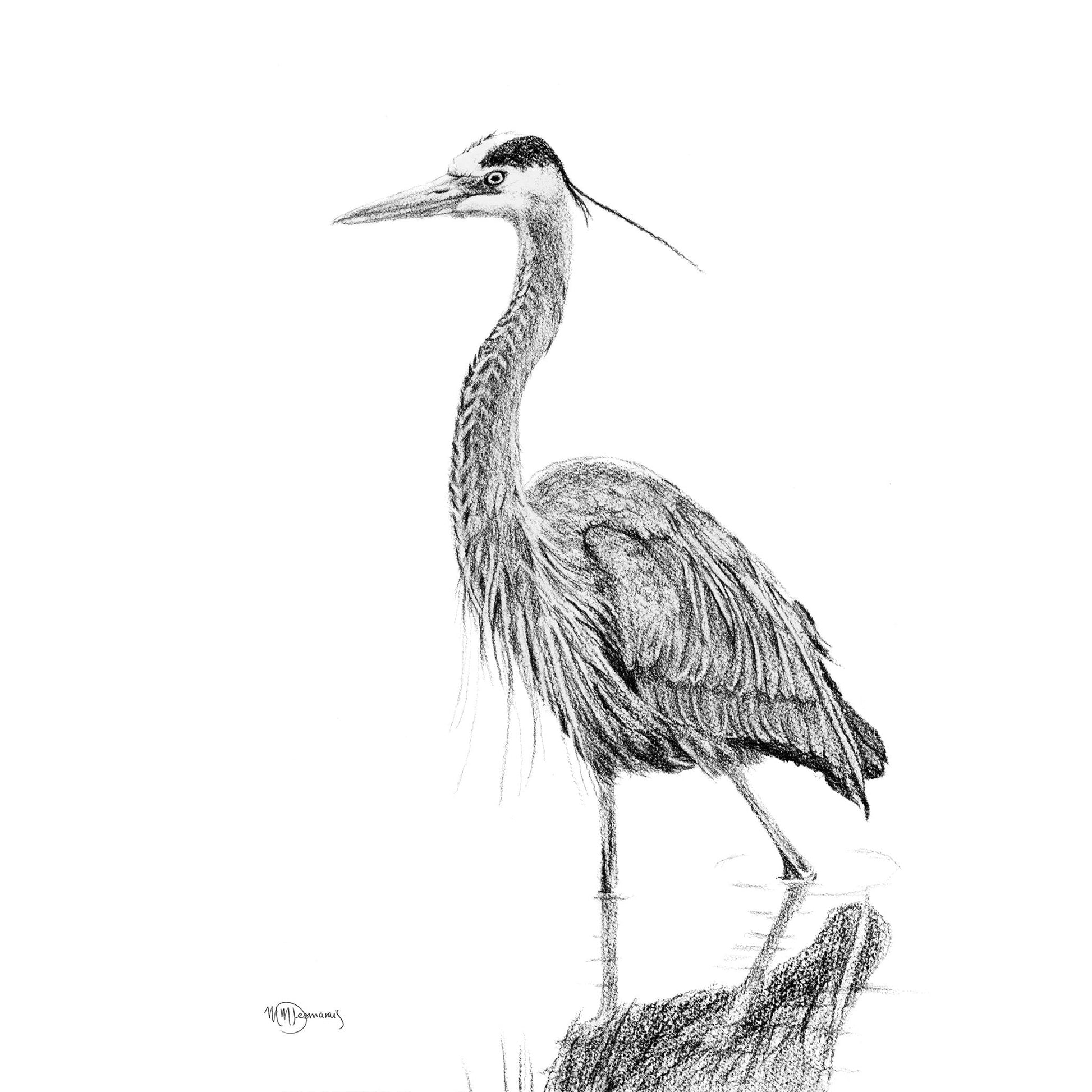 Heron NO 2 - Black and white - Blue Heron in water -  art print