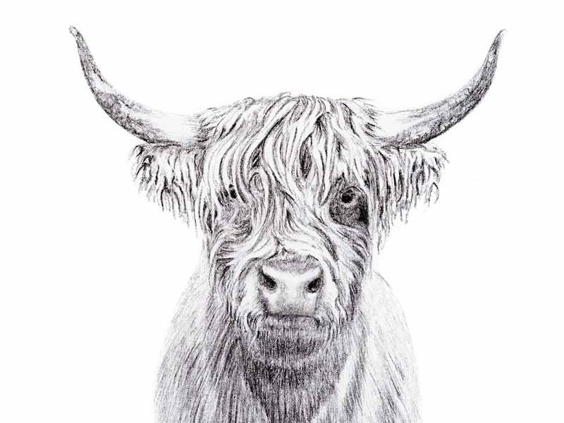 Highland Cow Portrait - art print