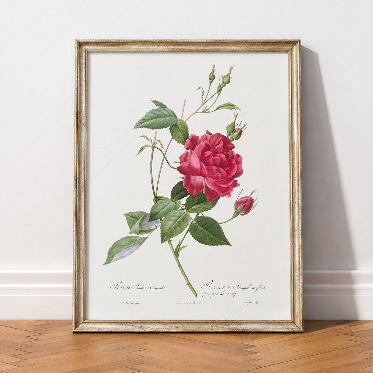 Pierre-Joseph Redouté Rosa Indica Cruenta Print – Botanical Wall Art
