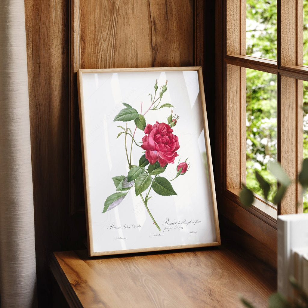 Pierre-Joseph Redouté Rosa Indica Cruenta Print – Botanical Wall Art