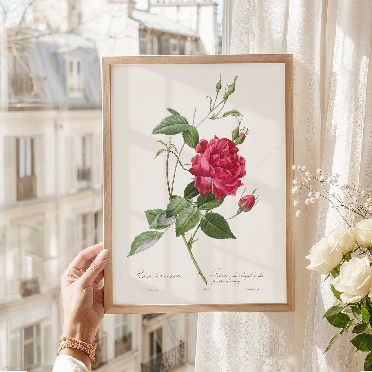 Pierre-Joseph Redouté Rosa Indica Cruenta Print – Botanical Wall Art